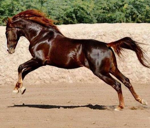 Amazing Facts: Fun facts about human’s favorite mount (Horse)