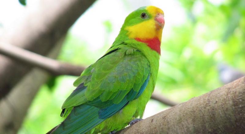 Amazing Facts: Interesting facts about parrots