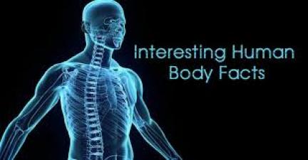 Amazing facts: Facts about the Human body