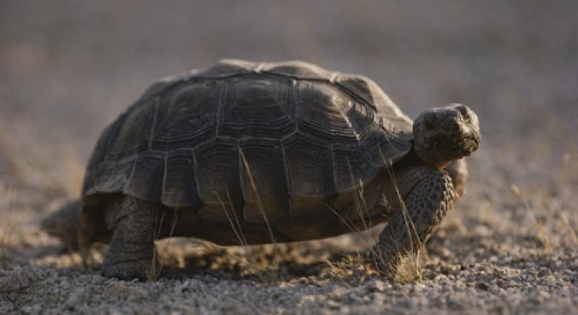 Amazing facts: Fun & Interesting Facts About Tortoises