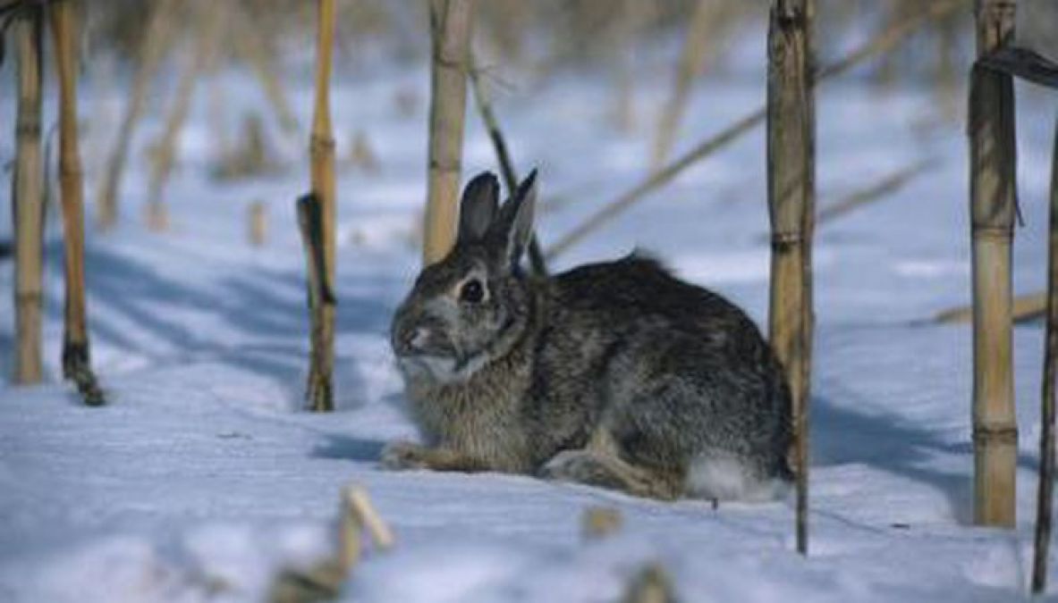 Amazing Facts: Interesting facts about Rabbits