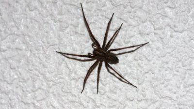 Amazing Facts: Awesome Facts about spiders