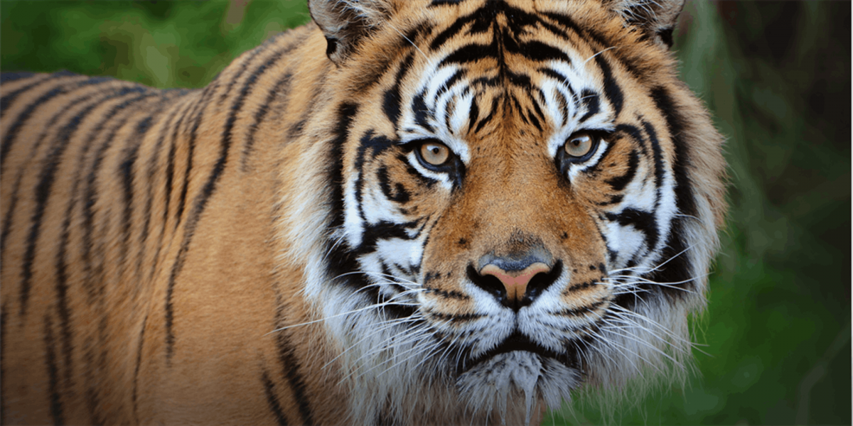 Amazing Facts: Surprising facts about Tigers