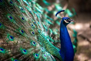 Why peacock is chosen as the national bird of India?
