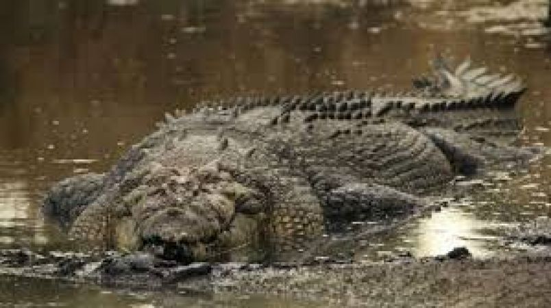 Oldest Crocodile eggs found in Portugal