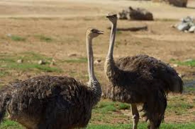 Ostrich's clues found in India allege their existence in India