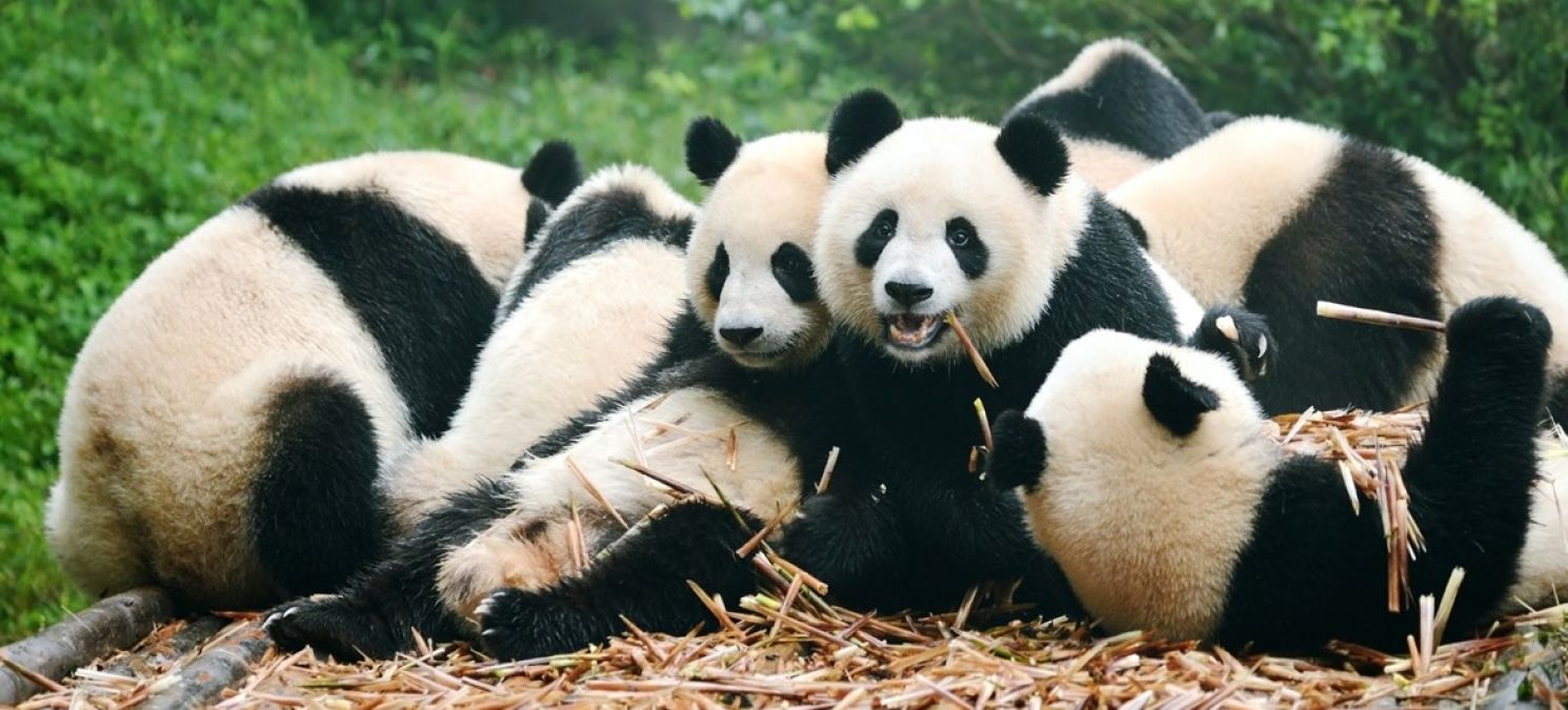 Amazing Facts: Cute Giant Panda Facts