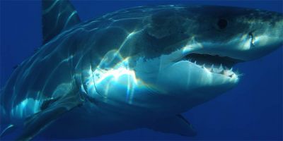 Amazing Facts: 15 facts about the Megalodon