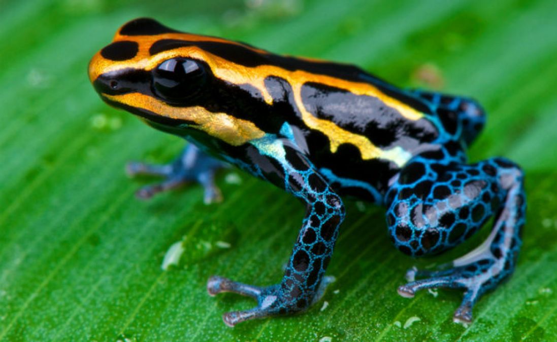Amazing Facts: Interesting Frog Facts