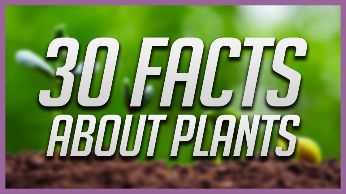 Amazing Facts: 30 Fascinating facts about Plants