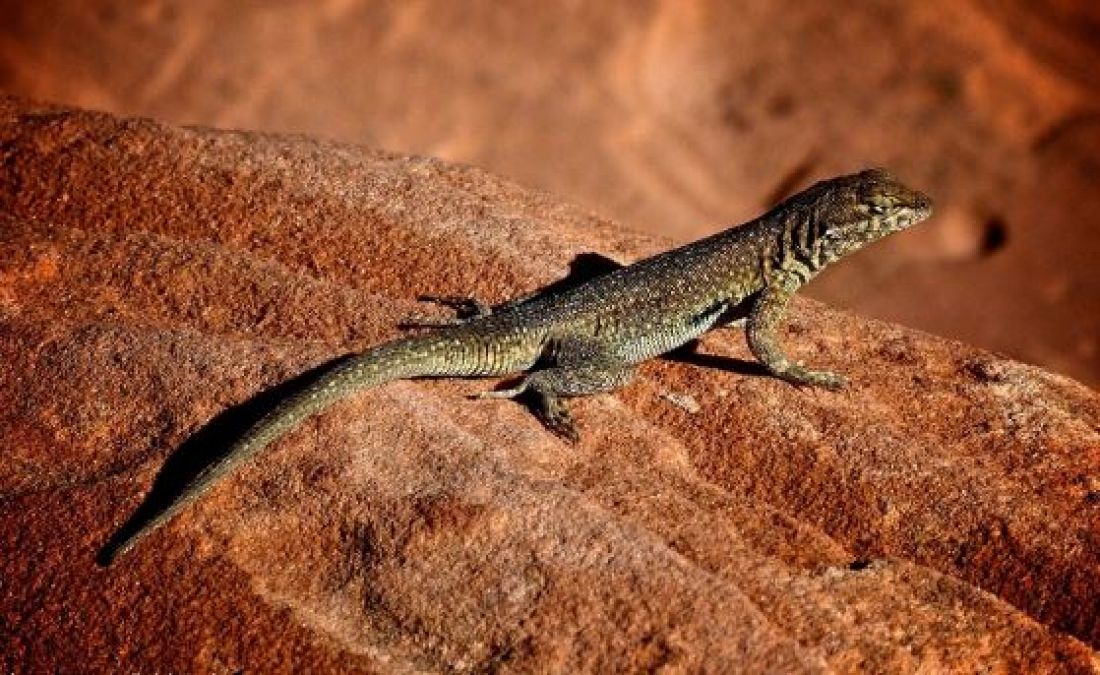 Amazing Facts: Surprising lizard facts