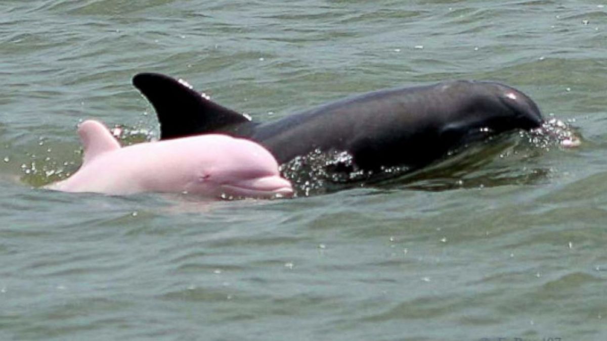 Amazing Facts All About Pink Dolphins Newstrack English 1