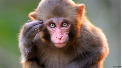 Amazing Facts: Fun Facts about Monkey