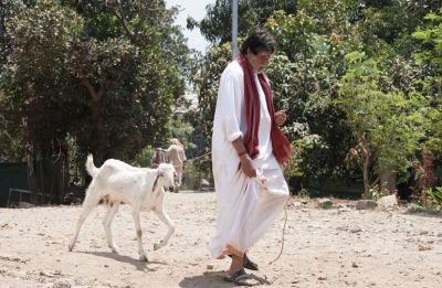 बकरी चराते हुए नजर आए महानायक अमिताभ, सोशल मीडिया पर जमकर वायरल हो रही तस्वीर