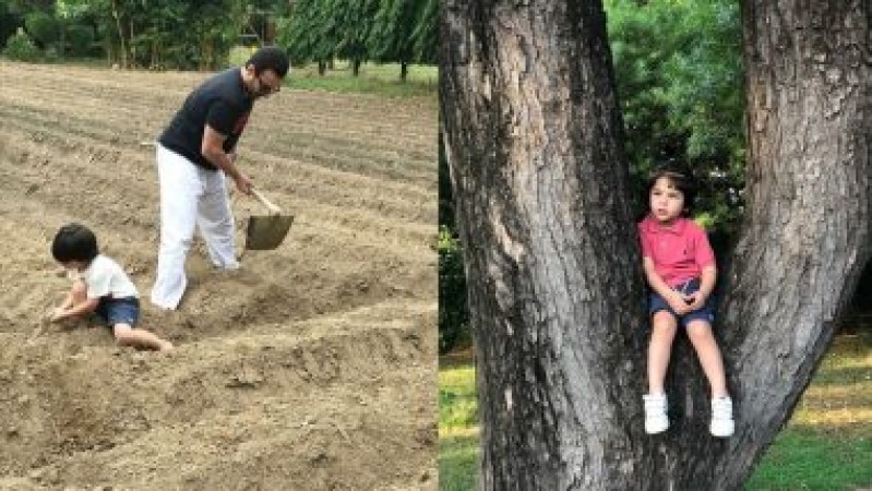 Taimur Ali Khan seen farming with his father, photos went viral