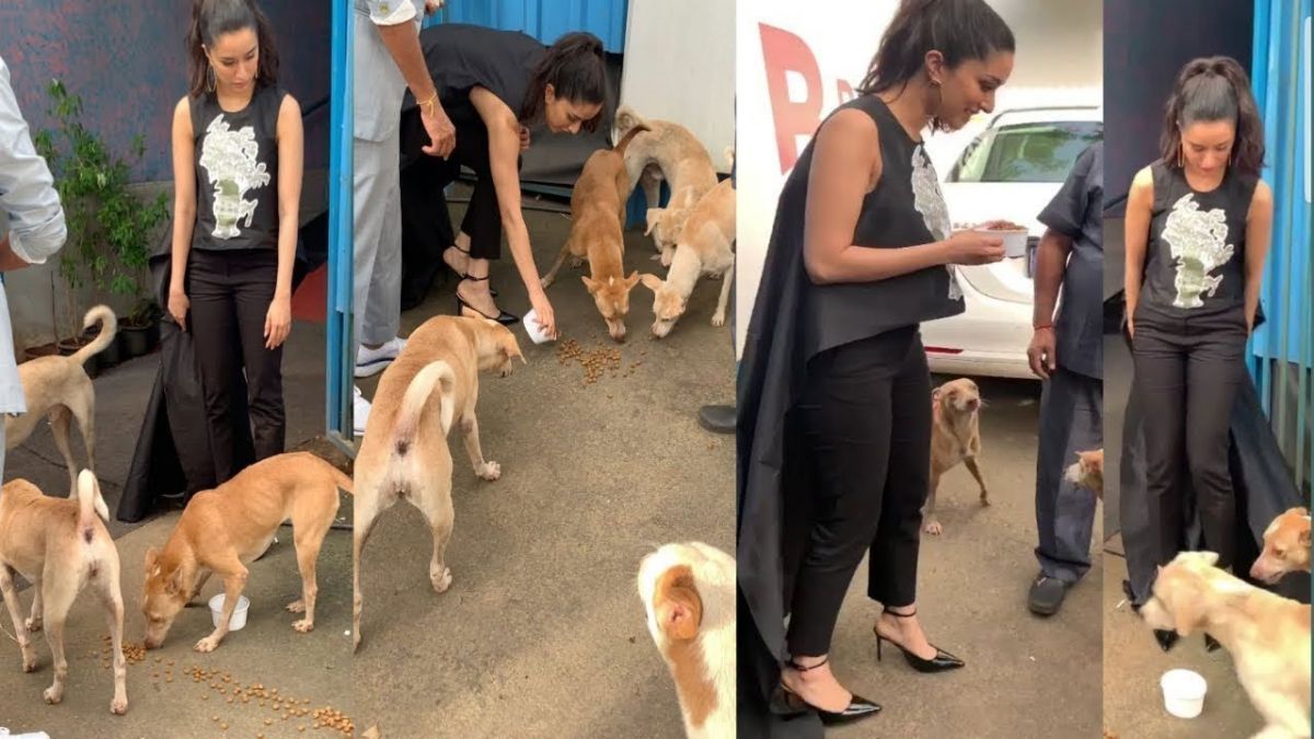 Shraddha Kapoor Showing Love For Street Dogs, Watch Video