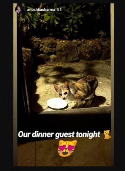 A tiny guest came to Virushka's house; photo shared by Anushka!