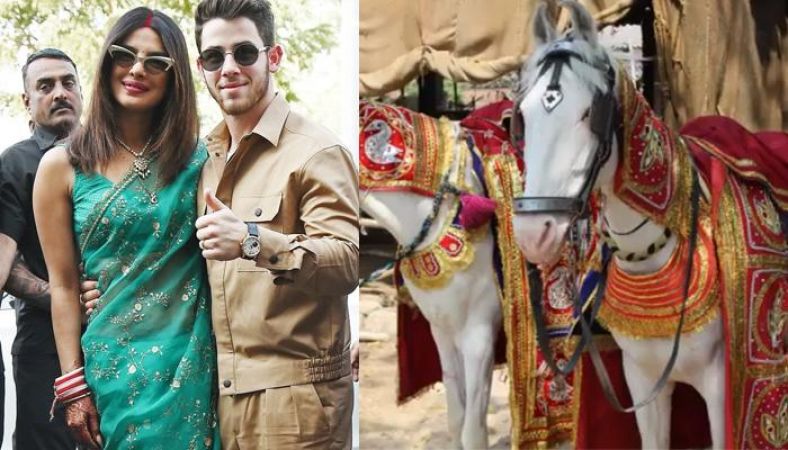 NickYanka : शादी की बधाई देने के साथ PETA ने  प्रियंका को लगाई जमकर फटकार