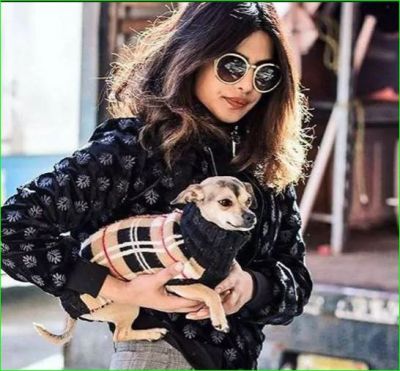 Priyanka Chopra's dog Dianna is stylish and lives a luxurious life