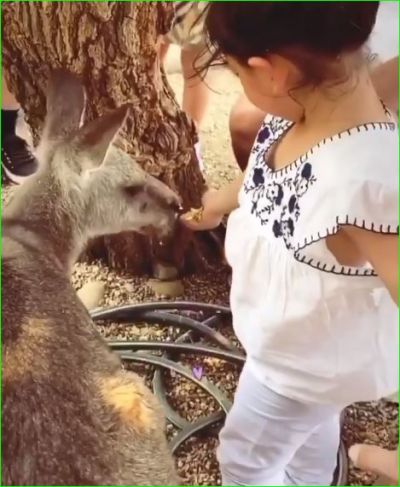 Inaya Khemu is seen feeding animal with great love, Watch Video