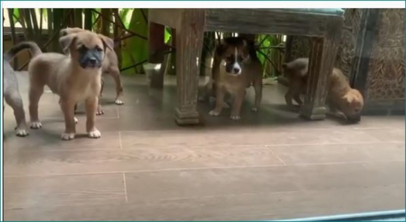 Twinkle Khanna Shares Adorable Video Of Puppies, Watch Here
