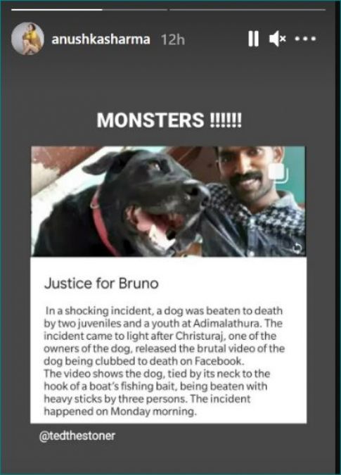 #JusticeforBruno: From Anushka to Alia, everyone asks for justice for dog, know the whole matter