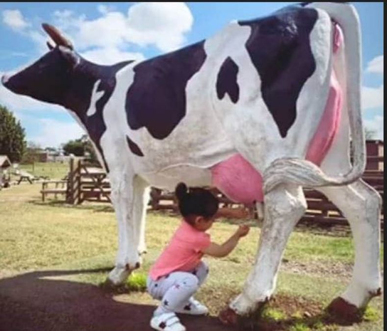 As soon as Inaya and Taimur saw the statue of the cow, they began to extract milk!