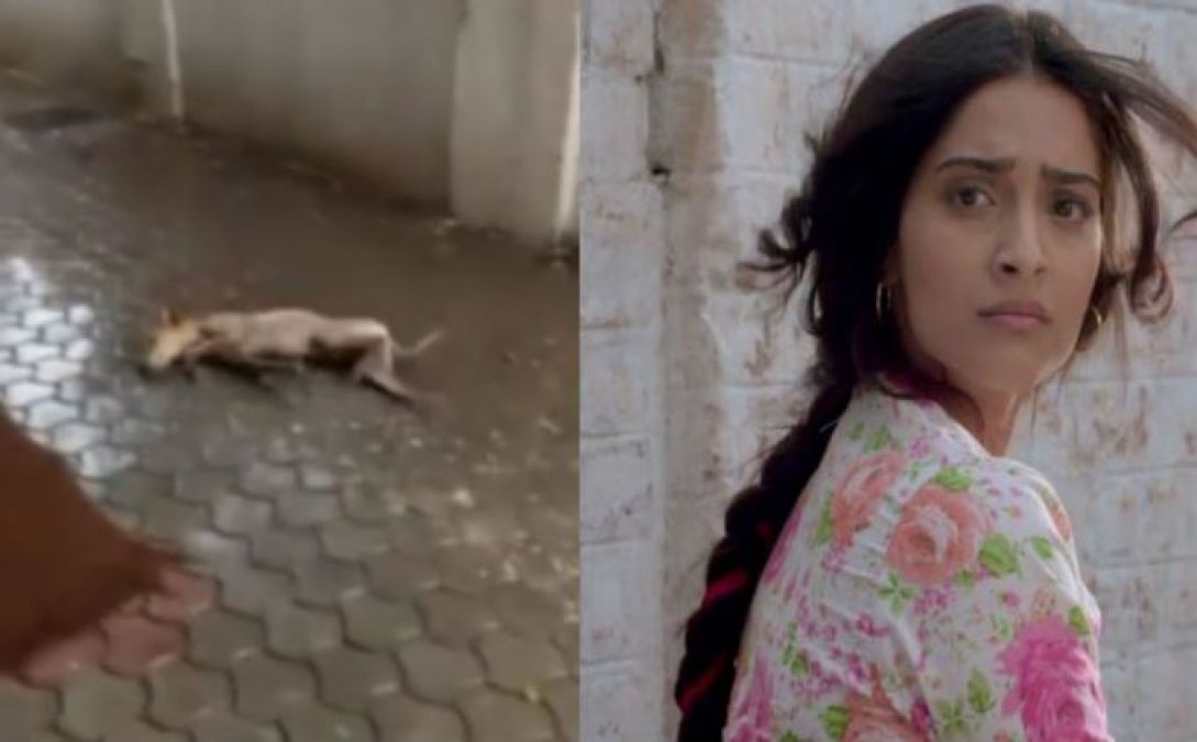 Sonam Kapoor shared a case of ill-treatment of a dog and it will make you angry