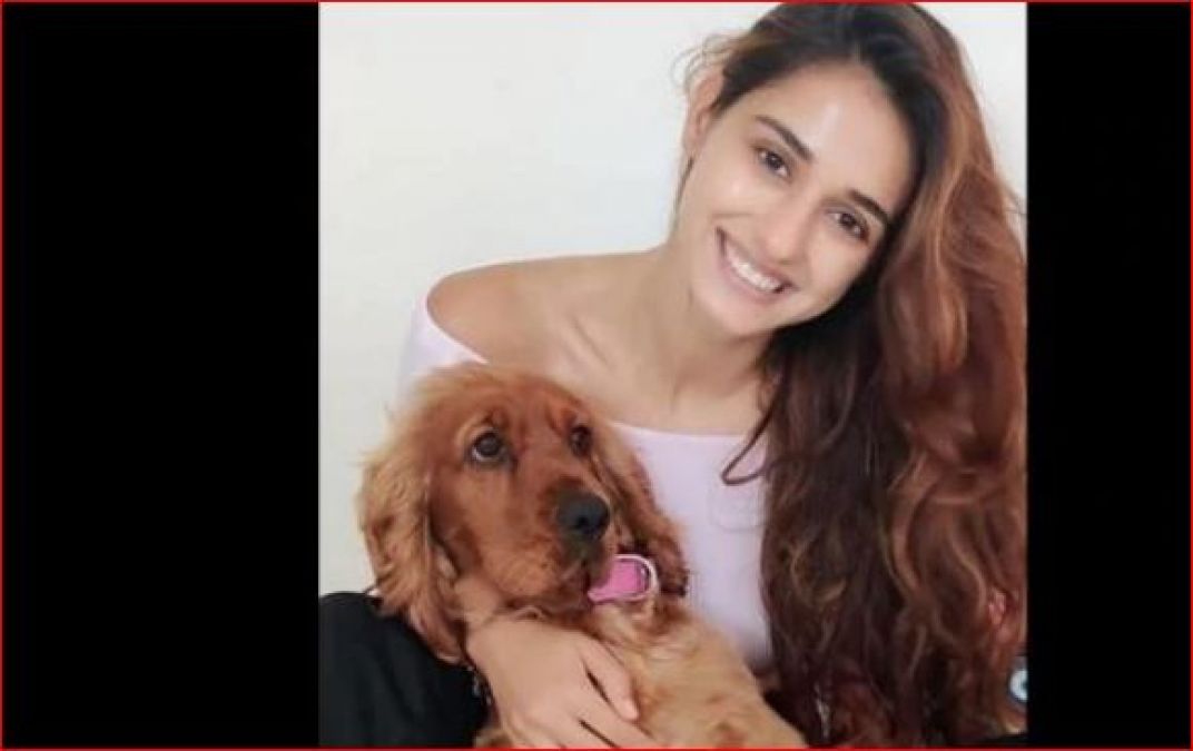 Disha Patani gets angry on people who tortured animals, says 'They have no voice ...'