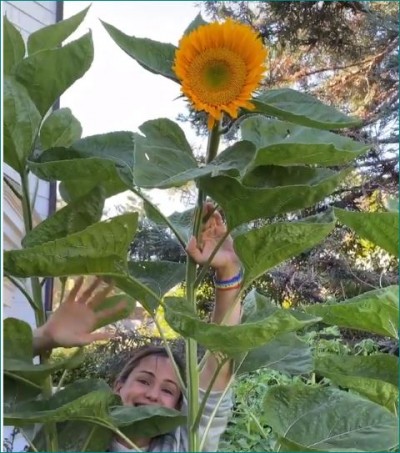 Jennifer Garner was seen having fun with sunflower
