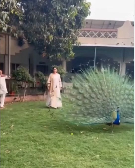 Shahnaz Gill was seen feeding the peacock with her own hands
