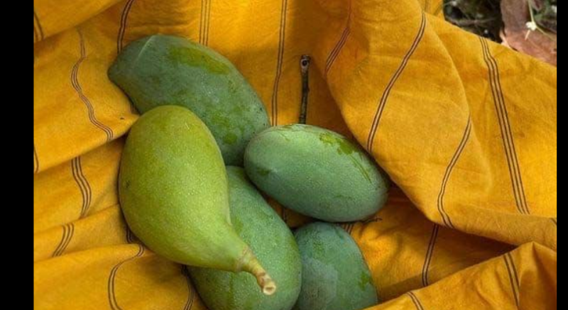 Anupama aka Rupali Ganguly plucked mangoes from tree, photos revealed