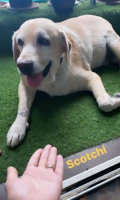 Ankita Lokhande shares picture with doggy scotch, special connection with Sushant Singh Rajput