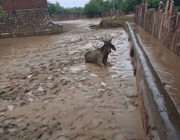 'तारक मेहता' शो की टीम ने पथमेड़ा गौशाला को की 51 हजार की आर्थिक मदद