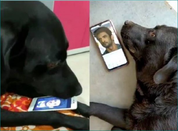 Sushant Singh Rajput's Doggy misses him badly, watch the emotional video here