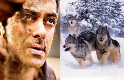 Christmas getting hot as Salman Khan will fight with Wolf in 'TZH'.