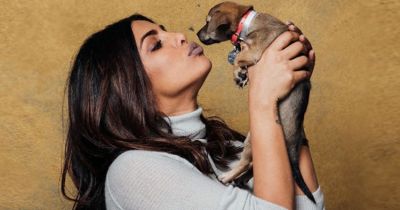 Priyanka Chopra is likely to make film on 'stray dogs'