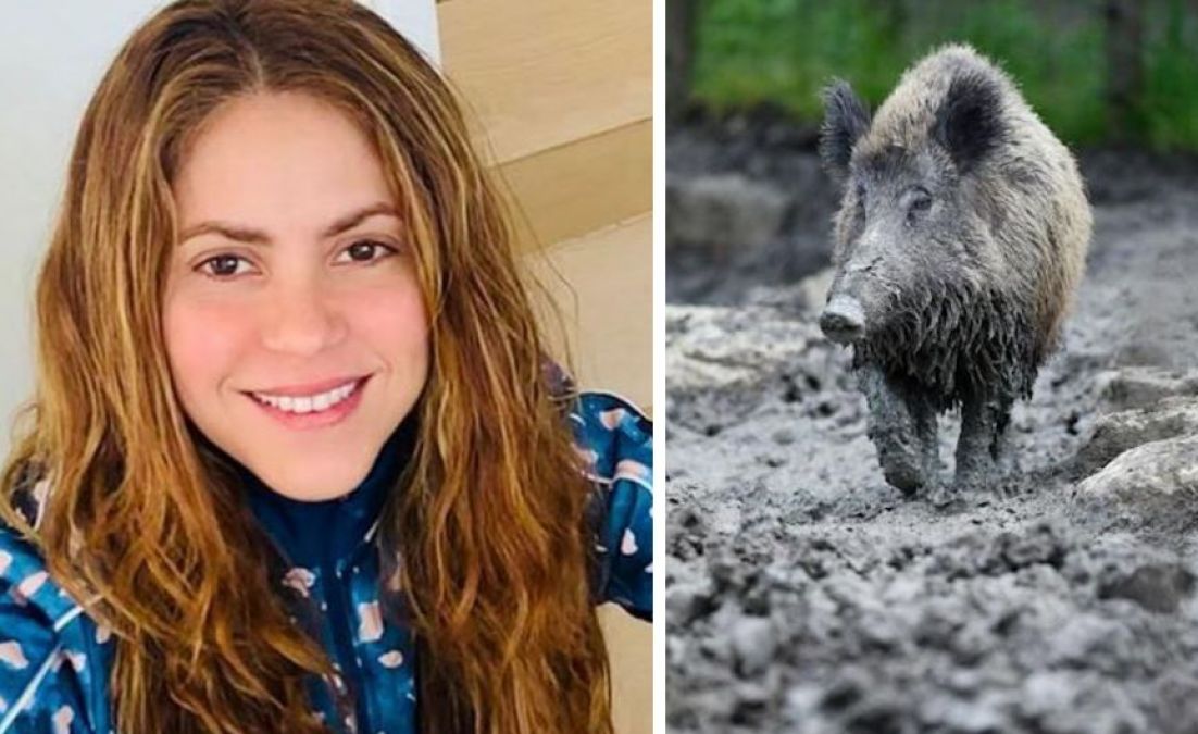 Singer Shakira attacked by wild boars at a park in Barcelona