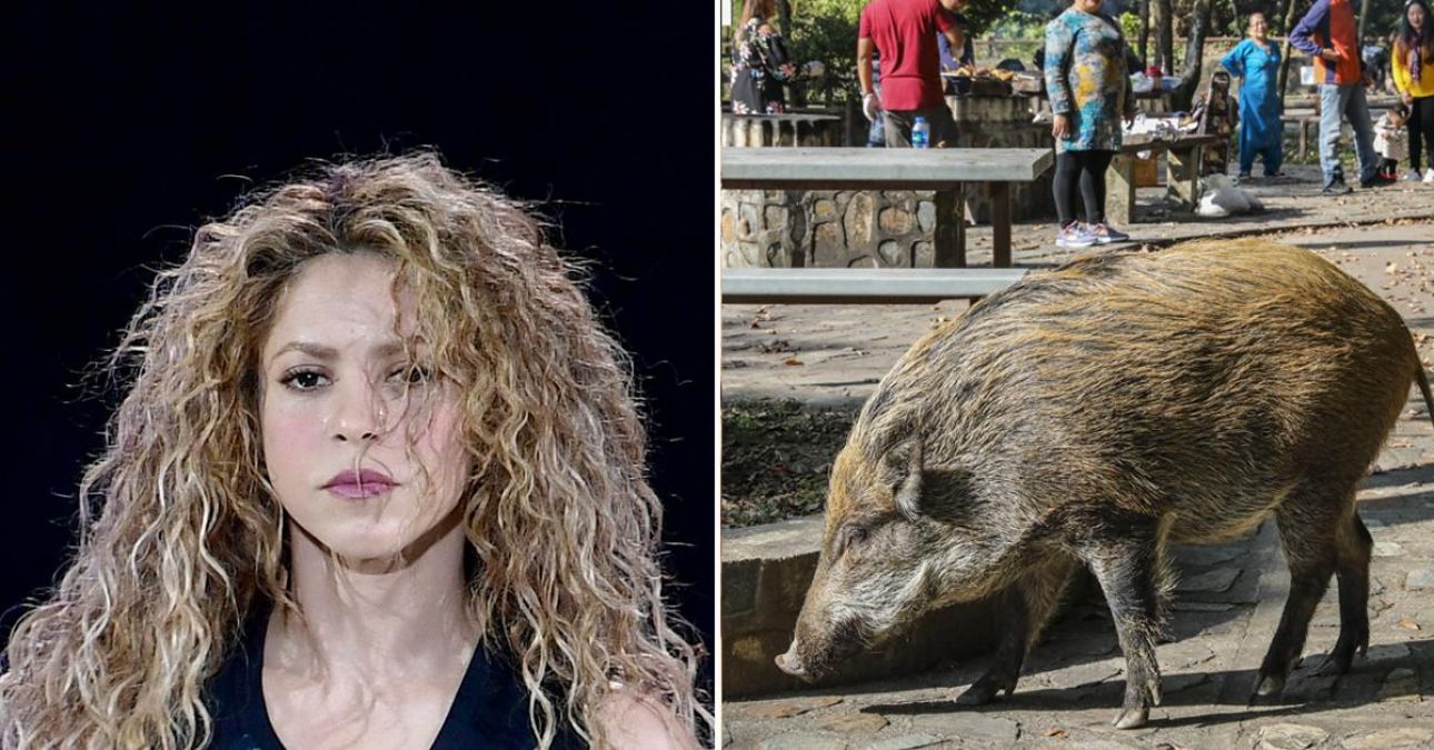 Singer Shakira attacked by wild boars at a park in Barcelona