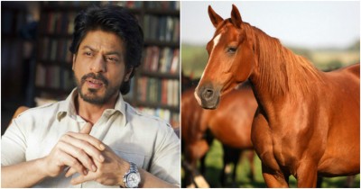 SRK's Journey of Overcoming Horse Riding Phobia