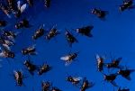 मक्खी, खटमल और छिपकली भगाने के उपाय