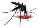 MP: इस जिले में सबसे तेजी से बढ़ रहा डेंगू का कहर