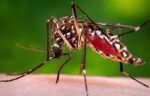मच्छर के काटने से हो सकती है एलर्जी