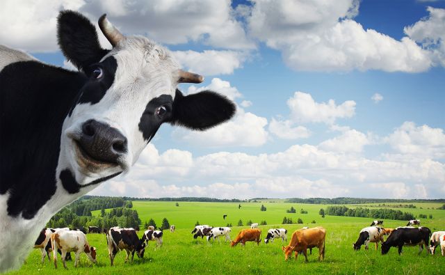 जानिए दूध के अलावा होने वाले गाय के फायदों के बारे में