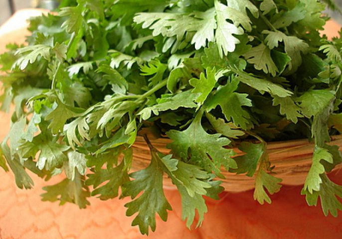 Coriander leaves are a boon for health, know benefits