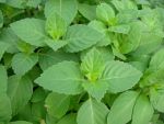 तुलसी का पौधा लगाने के 9 स्वस्थ लाभ