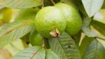 Know health benefits of consuming guava leaves