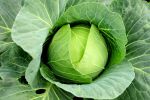 Cabbage is very beneficial for stomach pain
