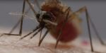 अपने 6 मुंह से चूसते हैं मच्छर इंसानों का खून