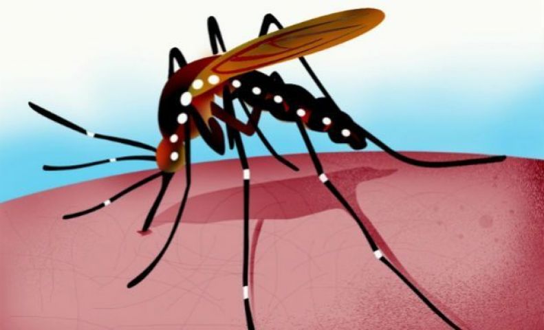 समय से इलाज ना होने पर डेंगू बदल सकता है इन बड़ी बिमारियों में
